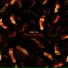 Mosaic Fish