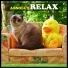 Absolut Relax