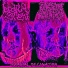 Bodily Stew & Putrescine Inhalation