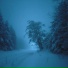 wintercat