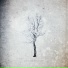 Bosques de mi Mente