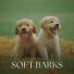 Dog Calming Music