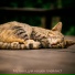 Музыка для кошек плейлист
