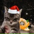 MityaCat, Catariela