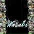 Wasabi [http: musvkontakte.ru]