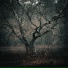 The Calm