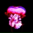 Orchiddian