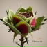 Lieni