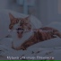 Музыка для кошек Плейлисты