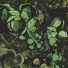 budtender