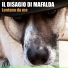 Il Disagio Di Mafalda