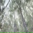 senkarnata, muress