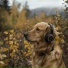 Dreamy Dog, Good Morning Music, Neon Leon