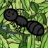 Octavy Bear
