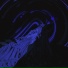 SN1K