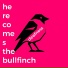 herecomesthebullfinch