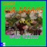 NANDO RIZZELLO