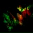 SinApse