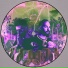 Soul Clap, Ebony Houston