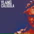 YL4NG