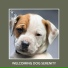 Relaxing Dog Music