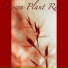 Down Plant Rose
