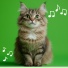 RelaxMyCat