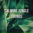 Calming Forest