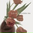 To Rococo Rot