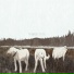 Foxing, Prince Daddy & The Hyena