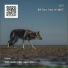 Wolf Story