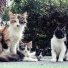 Cat Music, Cats Music Zone, Pet Care Club