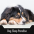 Dog Relaxation Moments