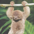 Sleepy Sloth