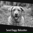 Doggy Calm