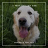 Dog Chill Out Music