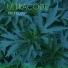 Ultracode