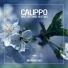 Calippo