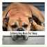 Dog Chillout Music