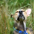 Calm Doggy, Music for Calming Dogs, Dog Music Club