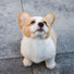 Calm Doggy, Pet Care Club, Sleeping Music For Dogs