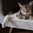 Jazz Music Therapy For Cats, Cat Music Experience