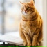 Calm Music for Cats, Music For Cats, Pet Care Club