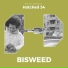 Bisweed