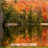 Forest Sounds