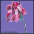 Fading Bloom