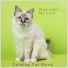 Calming Cat Music