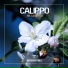 Свежейшен(Svejation) [1879] Calippo
