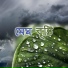 Somashree