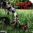 Bleezy CYD